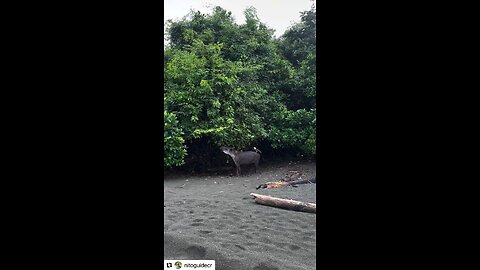 Symbiotic nature. Really great, no? Original content by @nitoguidecr Instagram. 8-5-25