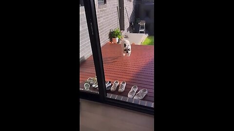 Funny pet video #Cute #Funny #animals #laugh