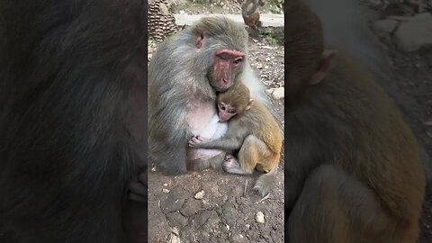 Blind sister mother and daughter monkey