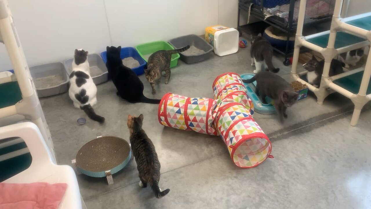 A bunch of cats versus a laser pointer