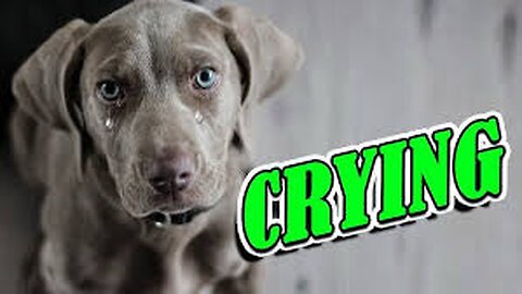 I Filmed My Dog Whenever He Cried Or Was Nasty For 24 Hours