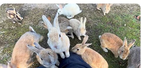 A whopping 600 rabbits! Trip to Japan's Amazing Rabbit Island🐰