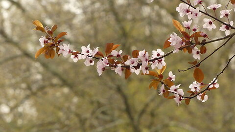 Japanese Hill and Pond Garden (Brooklyn Botanic Garden)