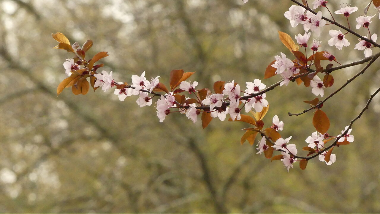 Japanese Hill and Pond Garden (Brooklyn Botanic Garden)