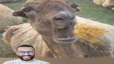 "المعزة كتطالب بحقوق الإنسان والشطابة كتهضر لغة الحمير! 😳😂"