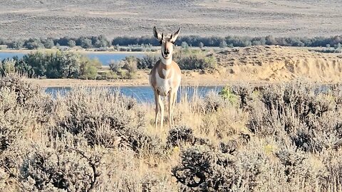 DRIVING IN THE WEST FILMING BREATHTAKING LANDSCAPES & WILDLIFE