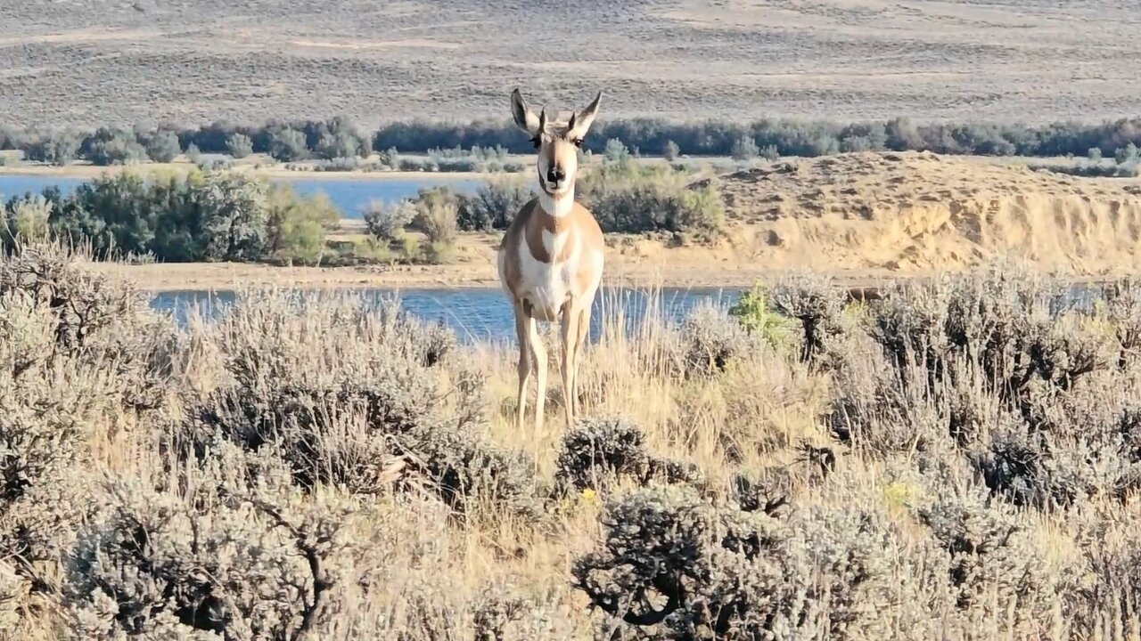 DRIVING IN THE WEST FILMING BREATHTAKING LANDSCAPES & WILDLIFE