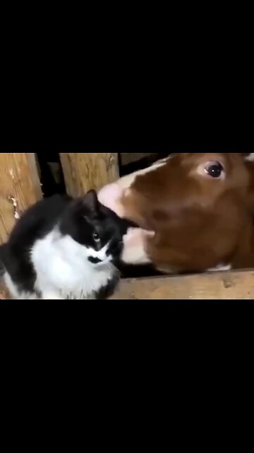 THE ADVANTAGES OF ACCOUNTABILITY - DAILY DEVOTIONAL ❤️