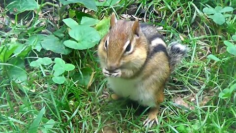 Chipmunk