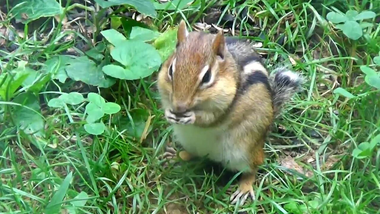 Chipmunk