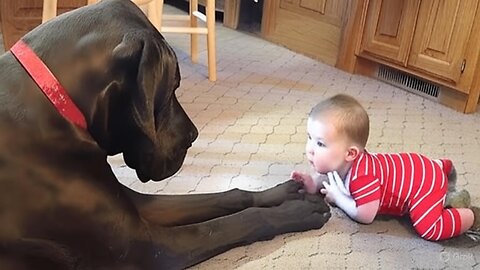 Cutest Baby and Dog Moments Compilation😍 | Baby and Dog Videos