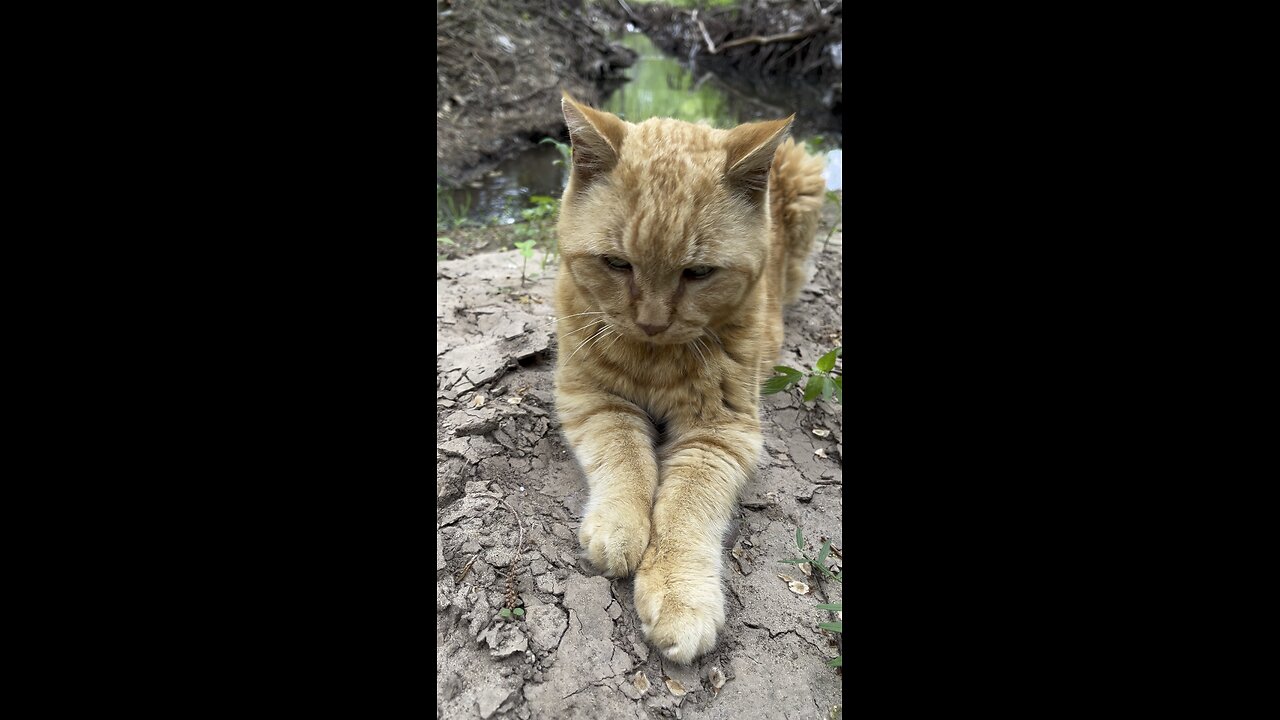 Cat in nature.
