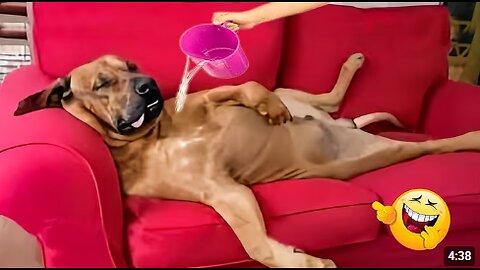The Funniest Pet Videos Compilation 😹🐶 Funny Animals That Will Make You Laugh Until You Die 🐾