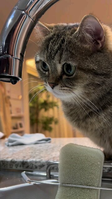 Cat Tries to Catch a Dripping Water Drop 💧🐱