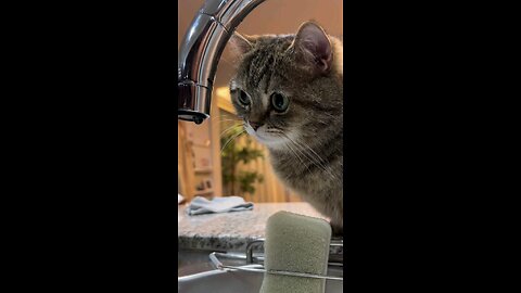 Cat Tries to Catch a Dripping Water Drop 💧🐱