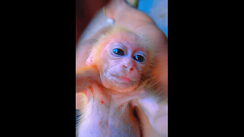 #monkey