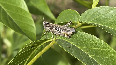Grasshopper