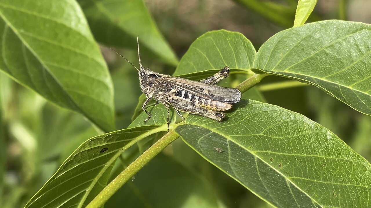 Grasshopper
