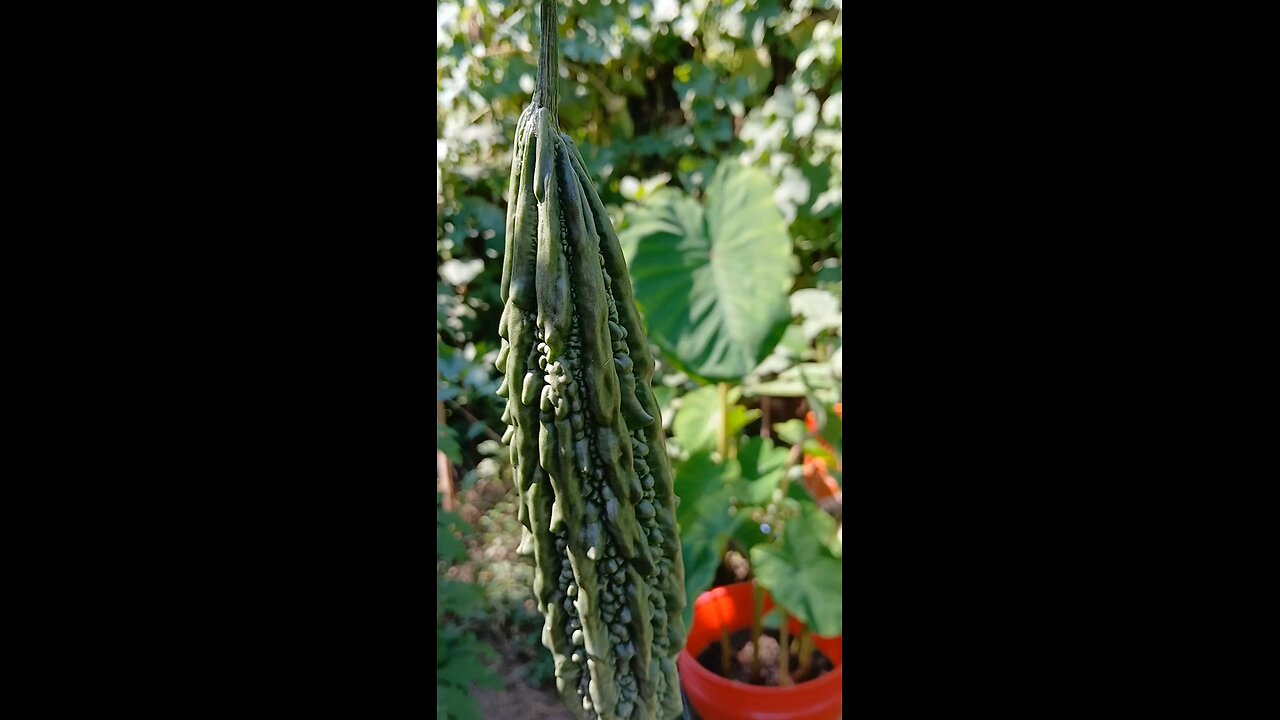 organic bitter melon/বাগানের টাটকা করলা❤️