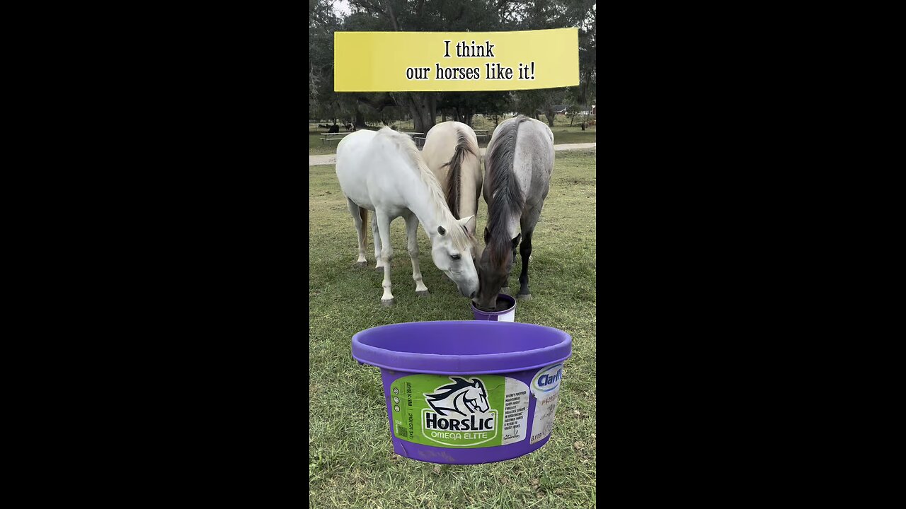 Our horses trying HorsLic Omega Elite for the first time. Will they like it?