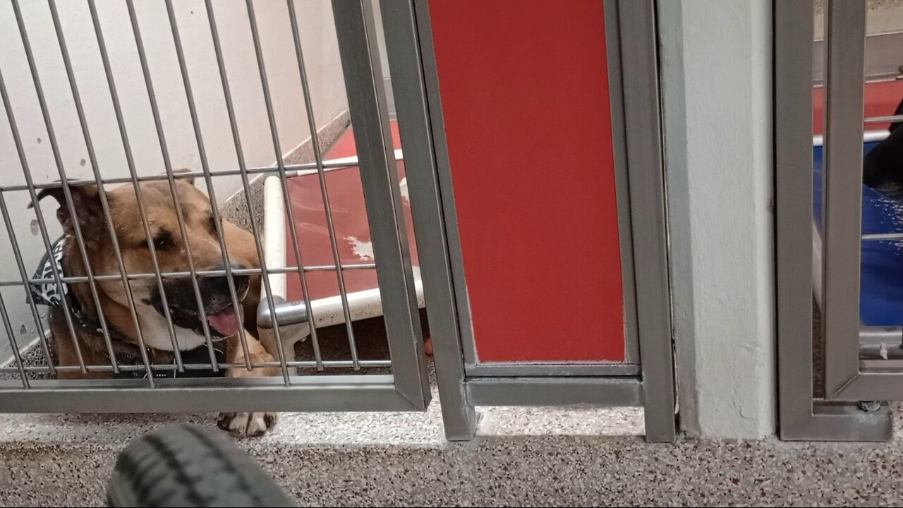 Frankie 2y A845814 kennel 125 PACC shelter he relaxed some, even laid down close by me 4 a period