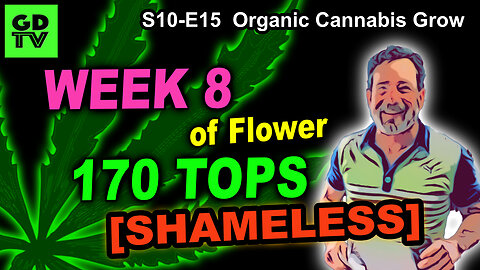 S10 E15 Week 8 of Flower (Mild Deficiencies, No Prob) - Shiskaberry, Chemy Lemmy, Afghan Kosher