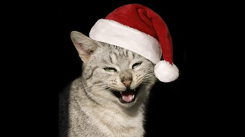 funny cat and dog video