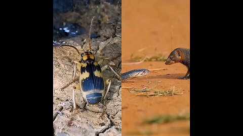 Fire is coming out of a bug’s hole. A snake and a mongoose are fighting.