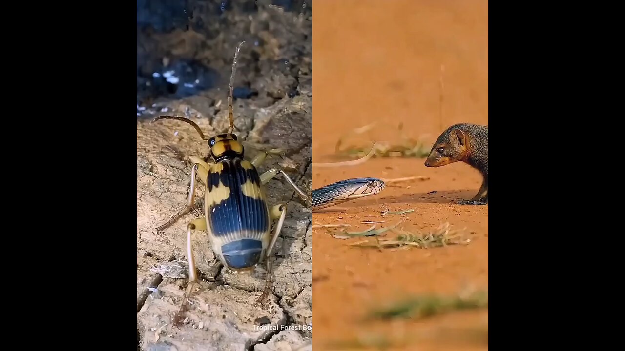 Fire is coming out of a bug’s hole. A snake and a mongoose are fighting.