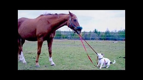 FORGET ALL YOUR STRESS with the FUNNIEST HORSE videos