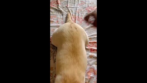 #dog #doglover #funny #pets #labrador #viral #shorts #trending