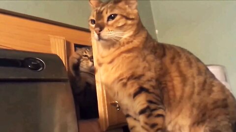 Funny Cat compilation 1