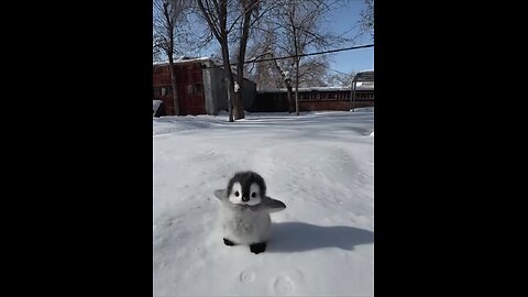 cutie penguin