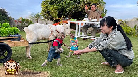 YiYi and YinYin take the goat to the market to help mom buy meat to cook for family