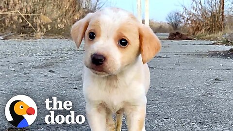 Shaking Puppy Found All Alone Starts Wagging His Tail | The Dodo