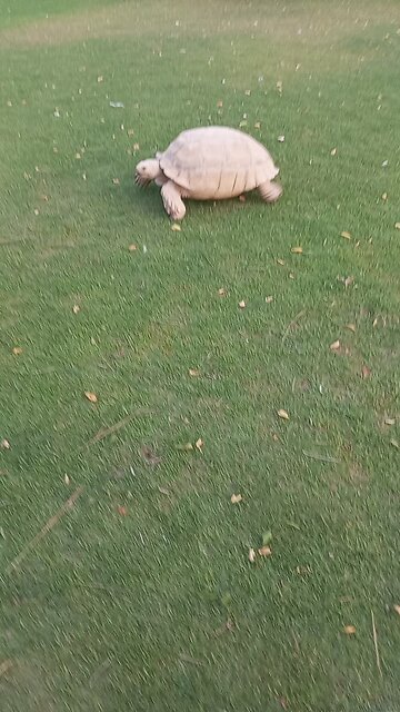 turtle enjoy in zoo.