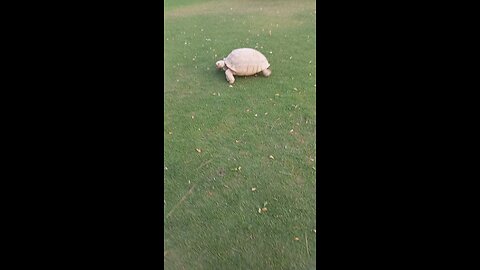 turtle enjoy in zoo.
