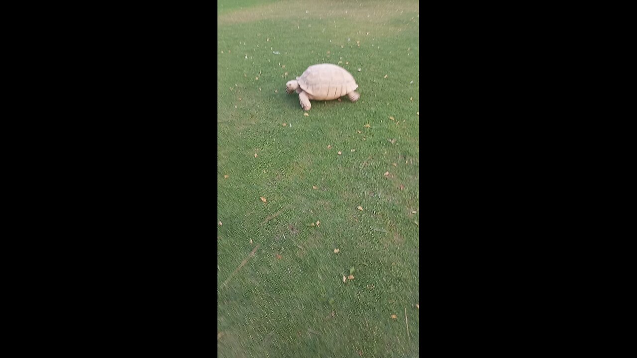turtle enjoy in zoo.
