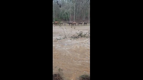 Cattle Endure Flash Flood in Dahlonega, Georgia