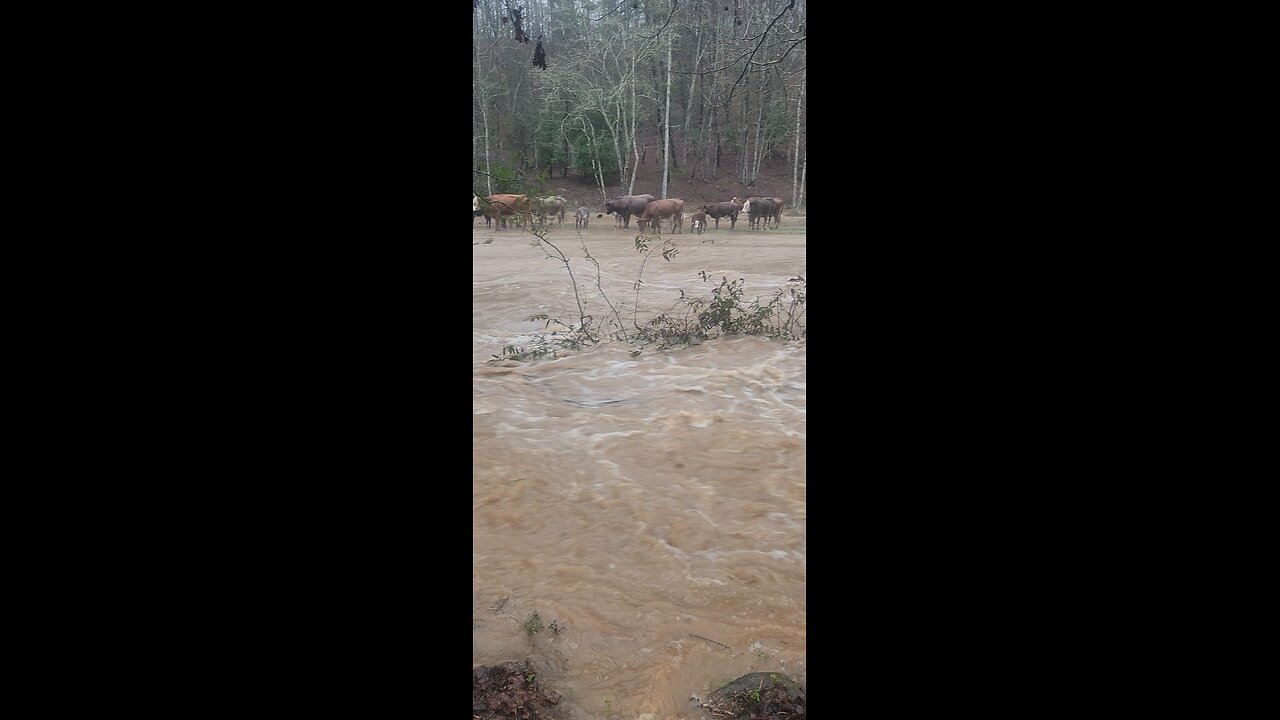 Cattle Endure Flash Flood in Dahlonega, Georgia