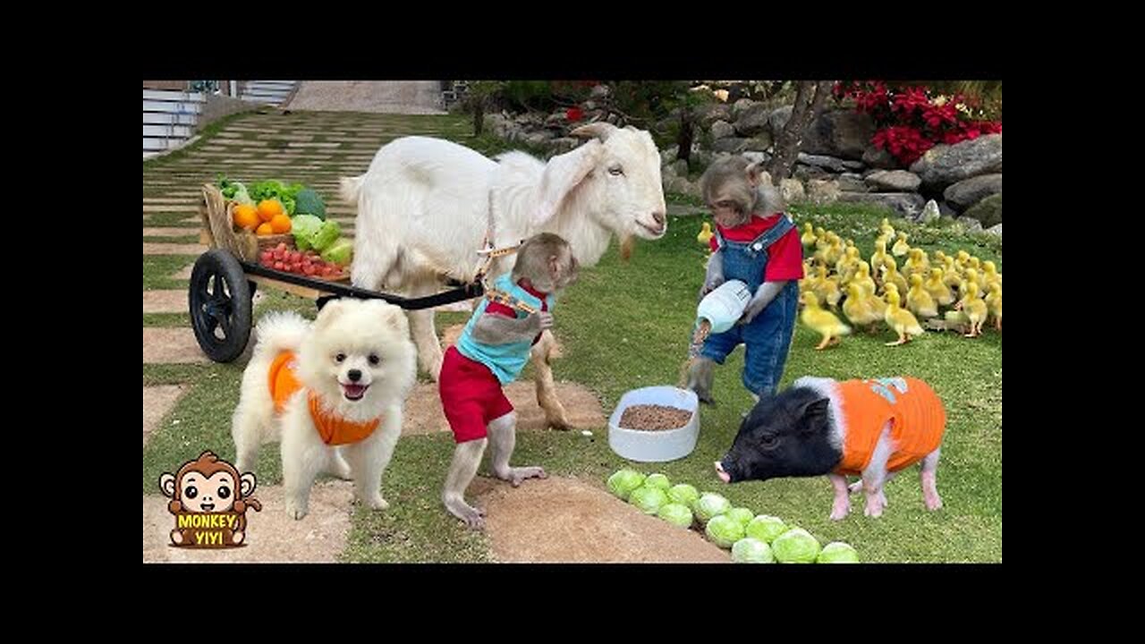 Very touching moments of YiYi and YinYin taking care of poor animals