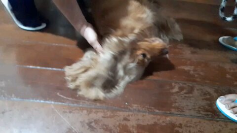 dogshow entertainment film Animals pet cute love