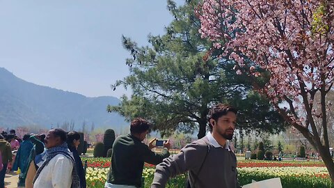 Asia’s largest🌷Tulip Garden, Kashmir 🇮🇳