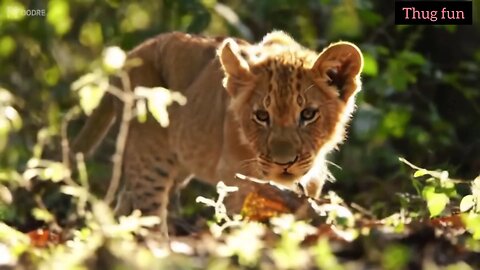 The lion cub🦁✨ | NujC