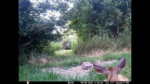 Deer Cam 09 05 2025 Fawn Bedding Bedded In Front Of Game Cam Trail Cam