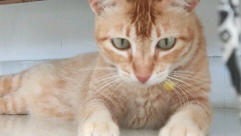 Ginger Cat Play time