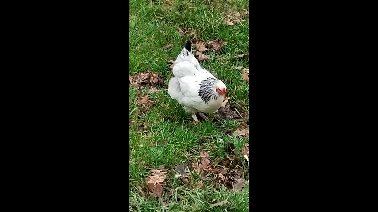 Chicken run!!!