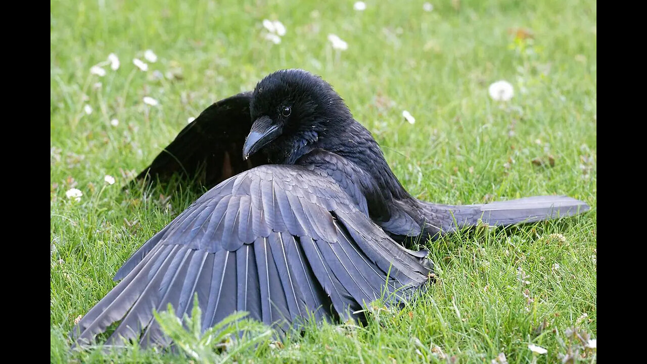 Ants - The Crow's Natural Medicine & Healers !