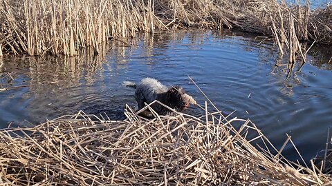 Abner Takin' a Dip in the slough....