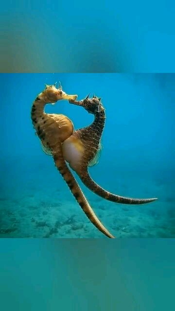 Why Seahorses Are the Most Unique Creatures in the Ocean